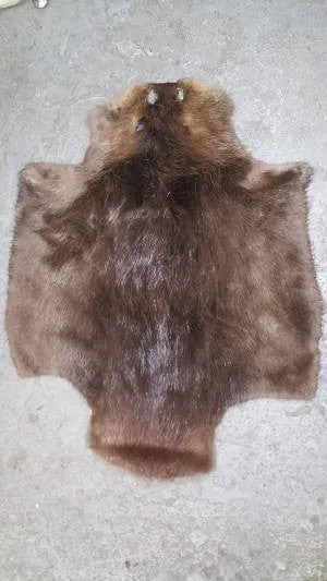 Beaver